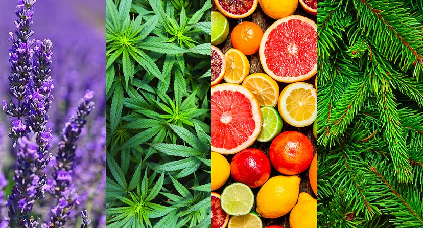 Comparație vizuală educațională: profilul de terpene din frunzele de cânepă și fructele citrice.