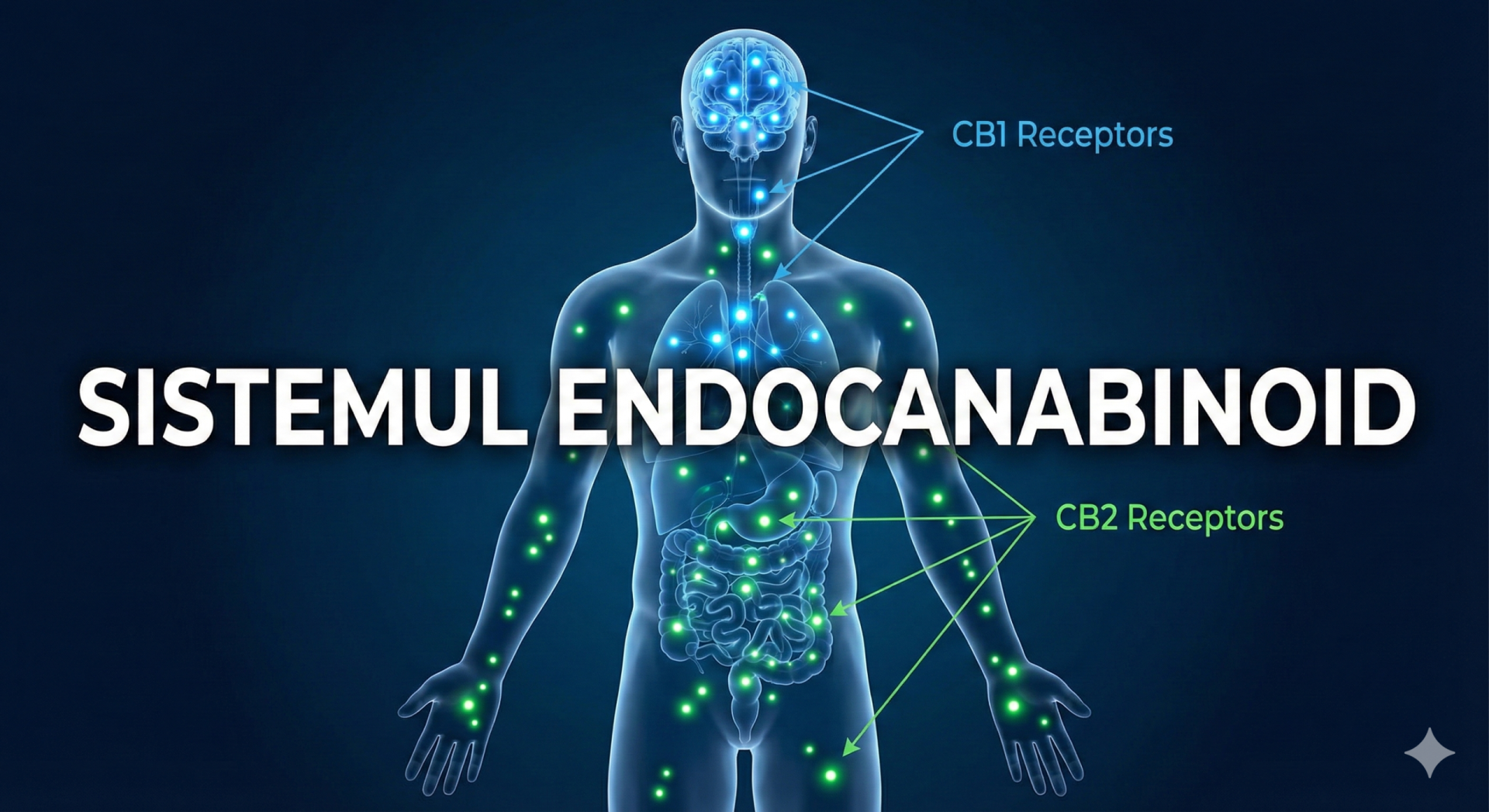Beneficiile Uleiului CBD: Ce afecțiuni poate ameliora? (Ghid Bazat pe Studii) 2 beneficiile uleiului cbd administrare corecta anxietate durere somn